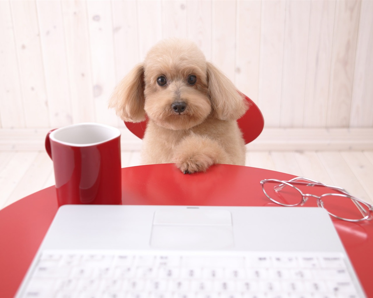 Puppy Foto HD Tapety na plochu (4) #20 - 1280x1024
