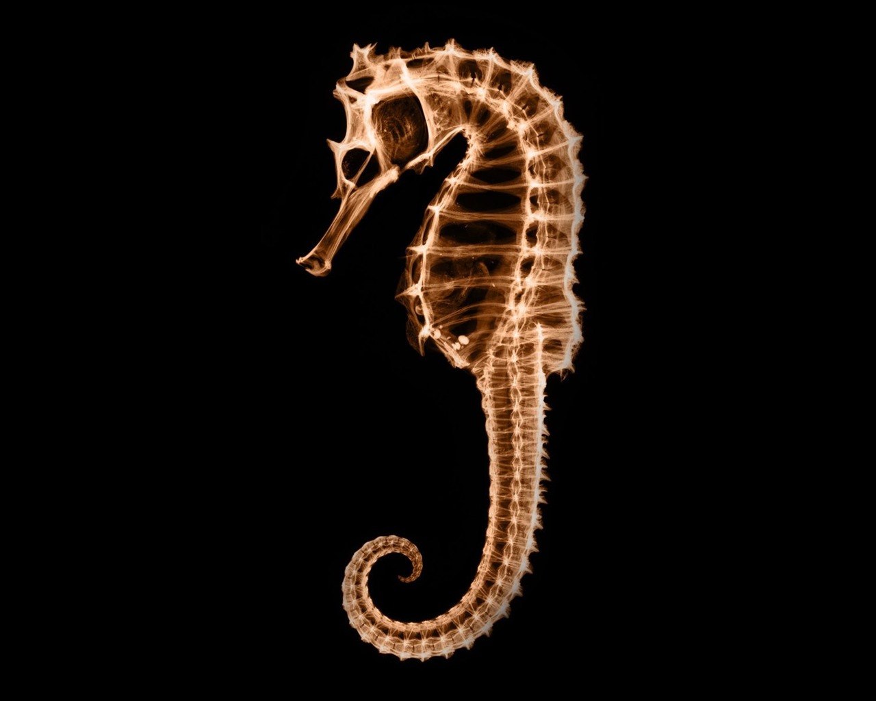 výhledu fluorescence širokoúhlý Tapeta #7 - 1280x1024
