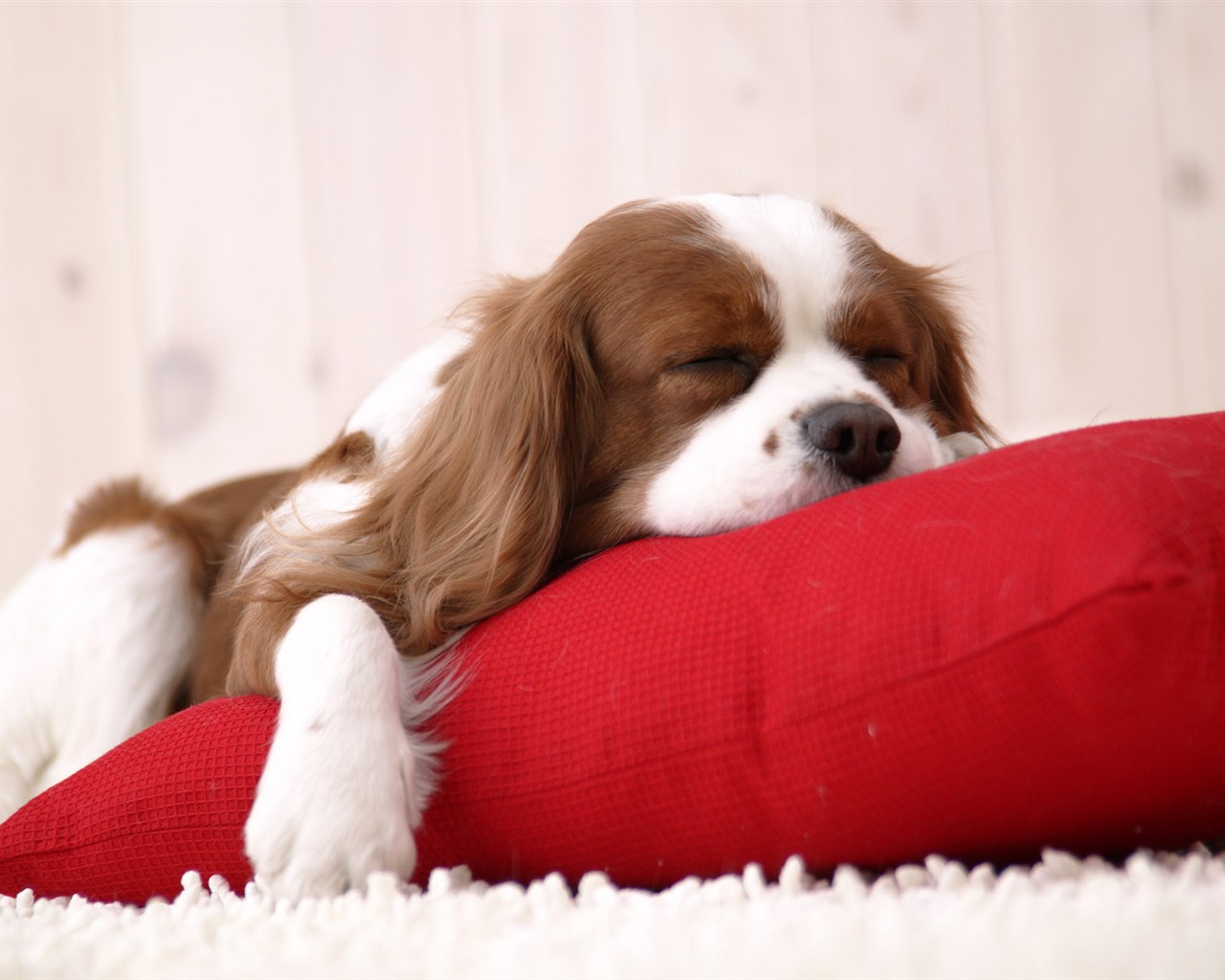 Puppy Photo HD wallpapers (5) #1 - 1280x1024