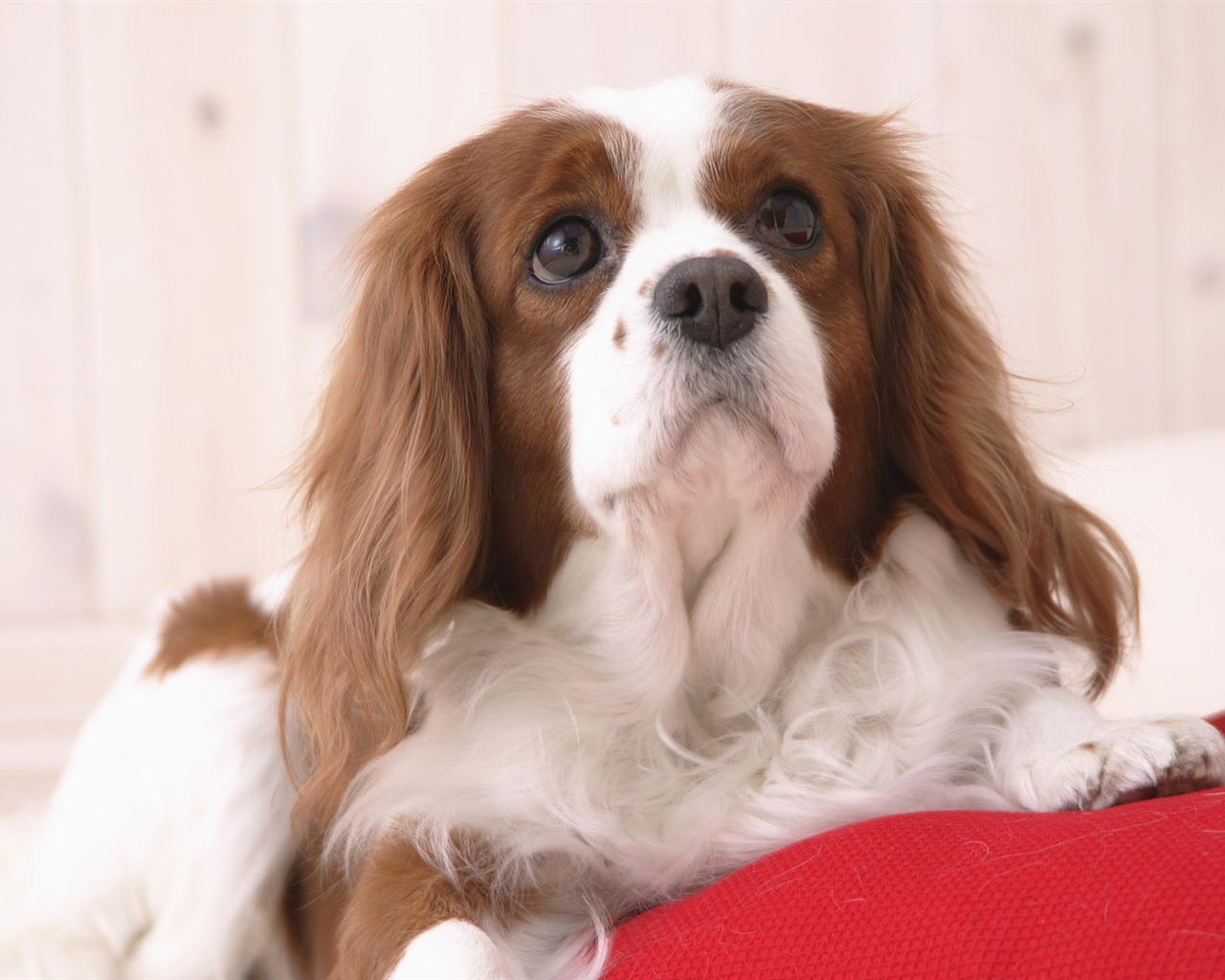 Puppy Photo HD wallpapers (5) #2 - 1280x1024