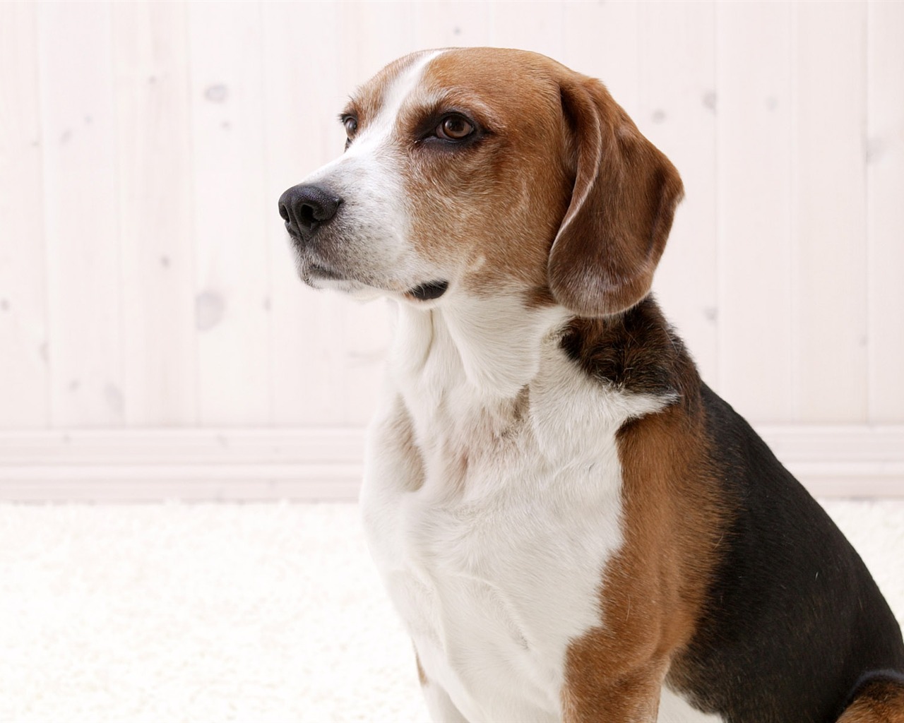 Puppy Foto HD Tapety na plochu (5) #3 - 1280x1024