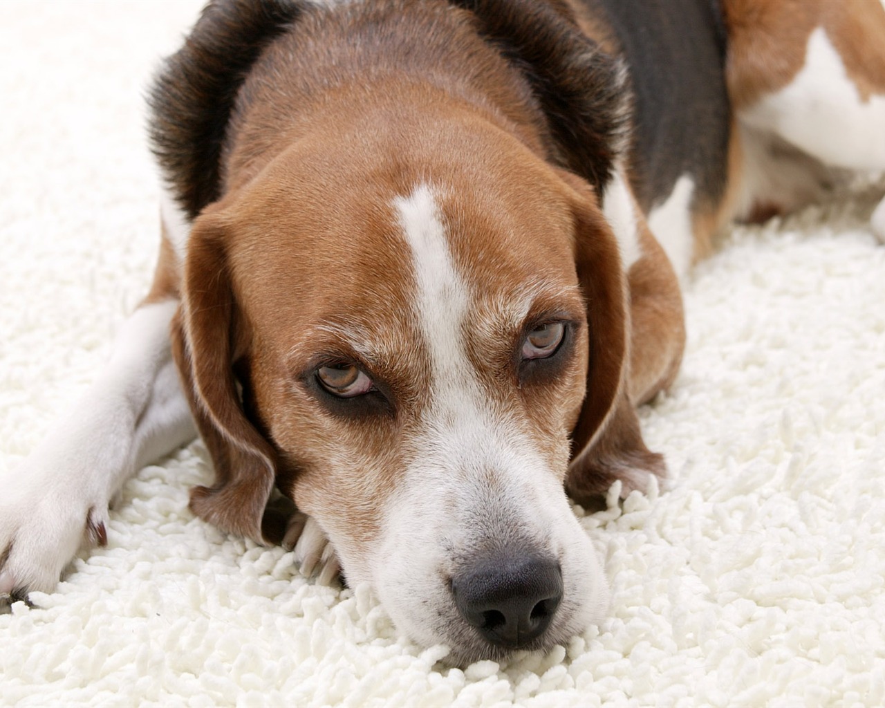 Puppy Foto HD Tapety na plochu (5) #4 - 1280x1024