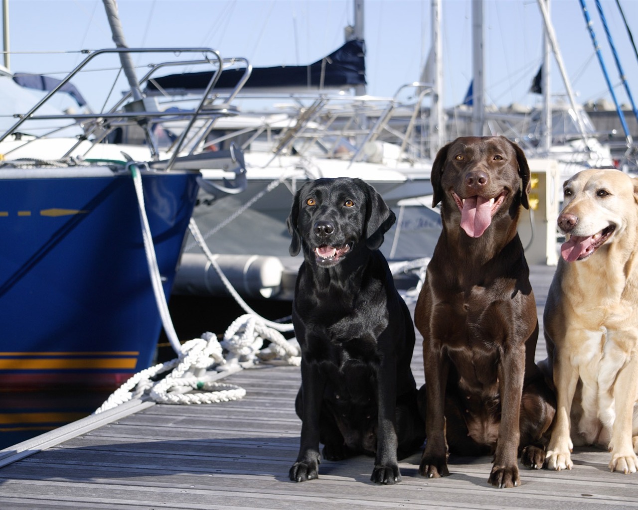Puppy Foto HD Tapety na plochu (5) #5 - 1280x1024