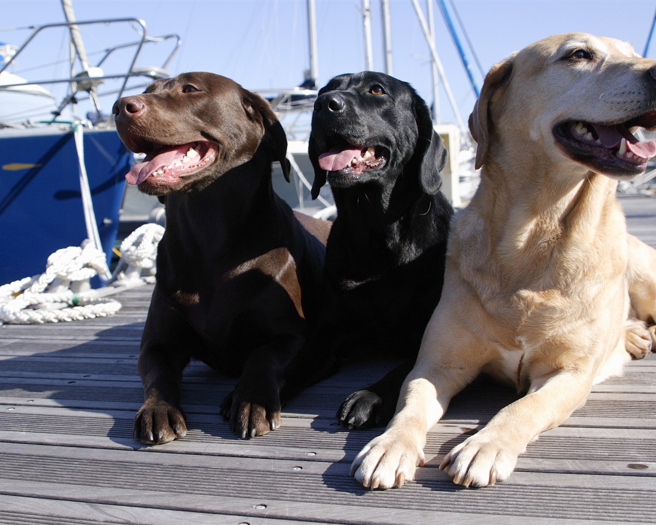 Puppy Foto HD Tapety na plochu (5) #6 - 1280x1024