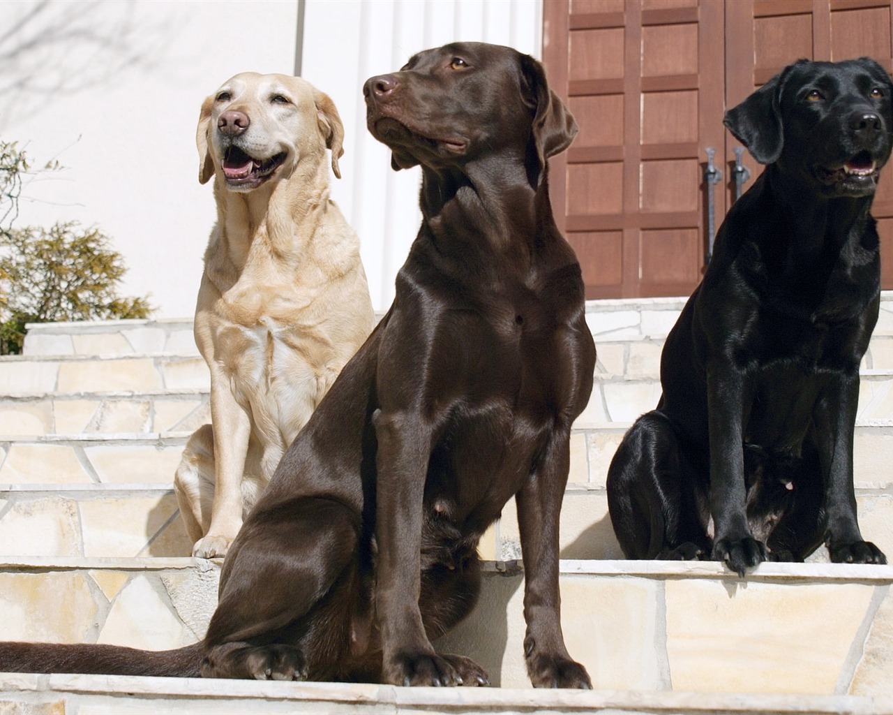 Puppy Foto HD Tapety na plochu (5) #7 - 1280x1024