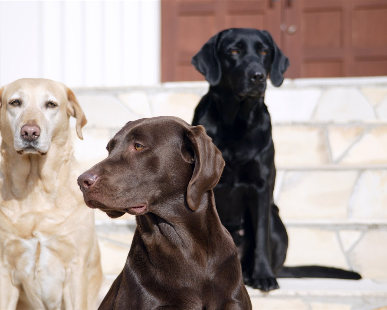 Puppy Foto HD Tapety na plochu (5) #8 - 1280x1024