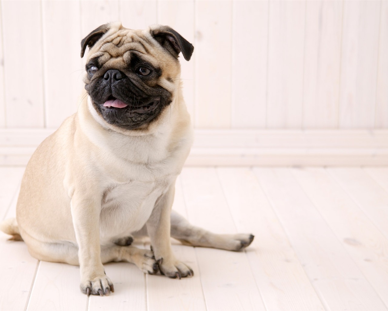 Puppy Foto HD Tapety na plochu (5) #9 - 1280x1024