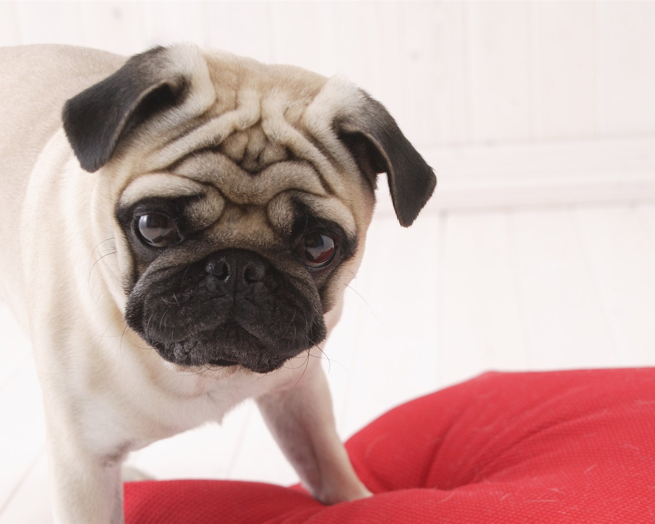 Puppy Foto HD Tapety na plochu (5) #10 - 1280x1024
