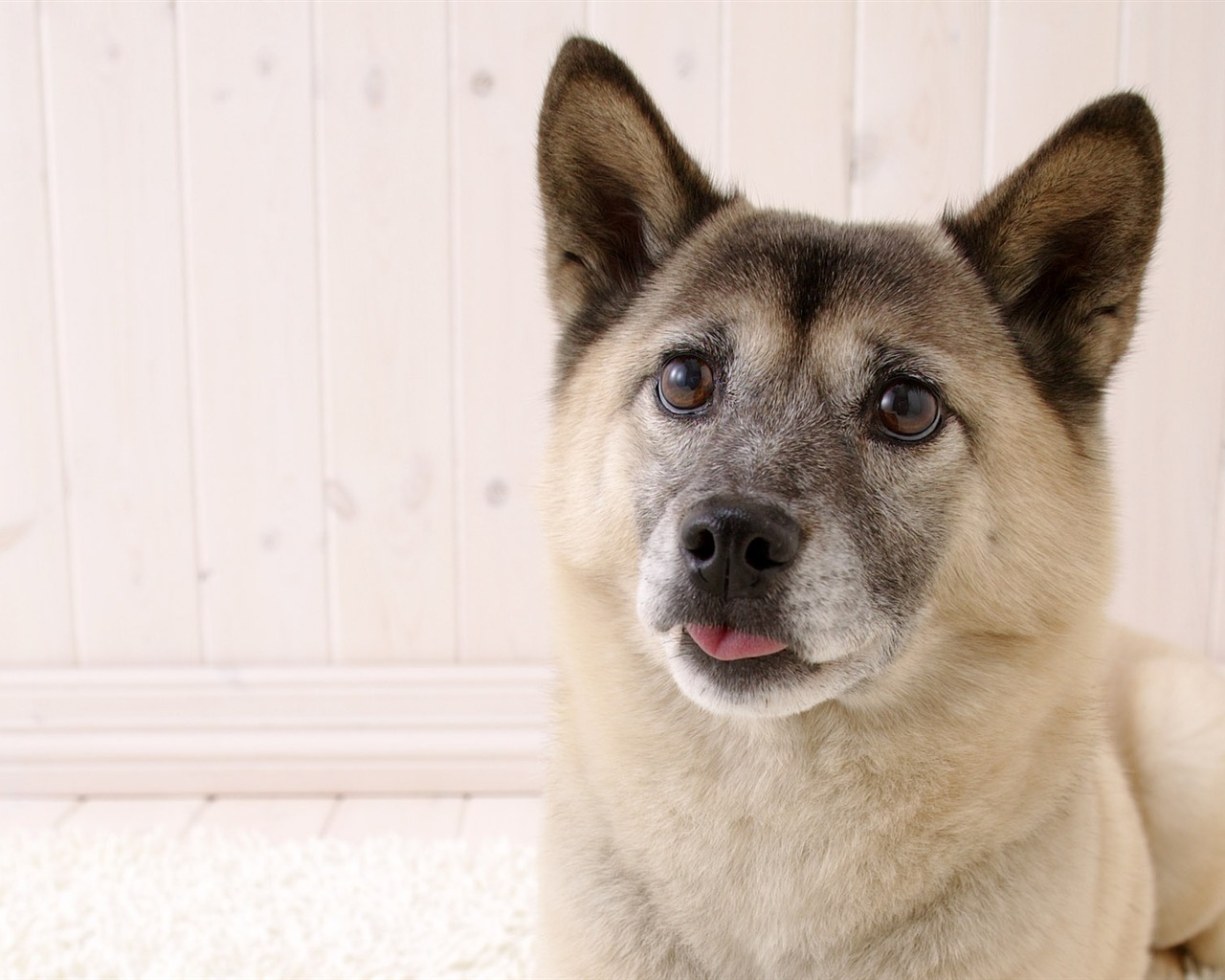 Puppy Photo HD wallpapers (5) #11 - 1280x1024