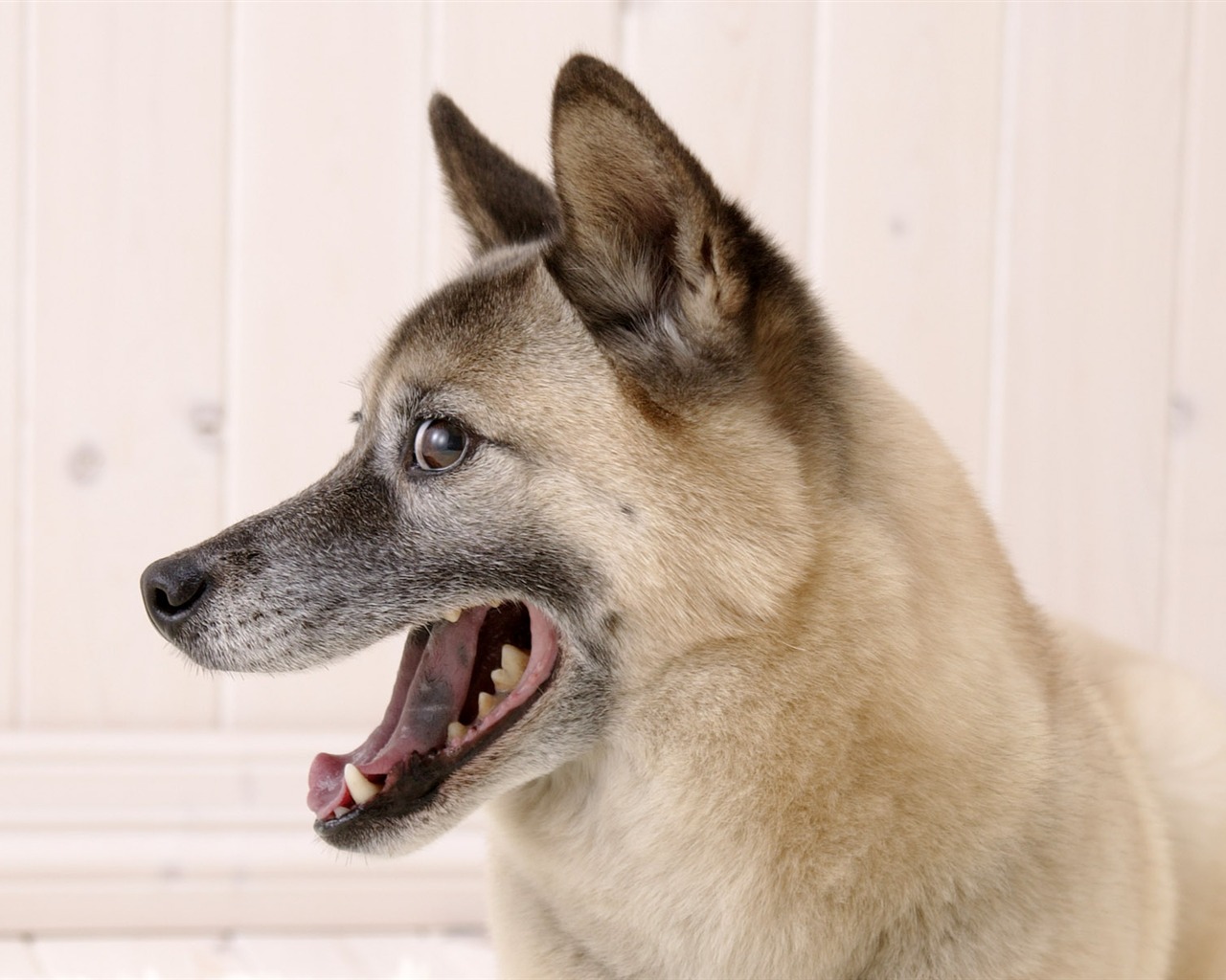 Puppy Foto HD Tapety na plochu (5) #12 - 1280x1024