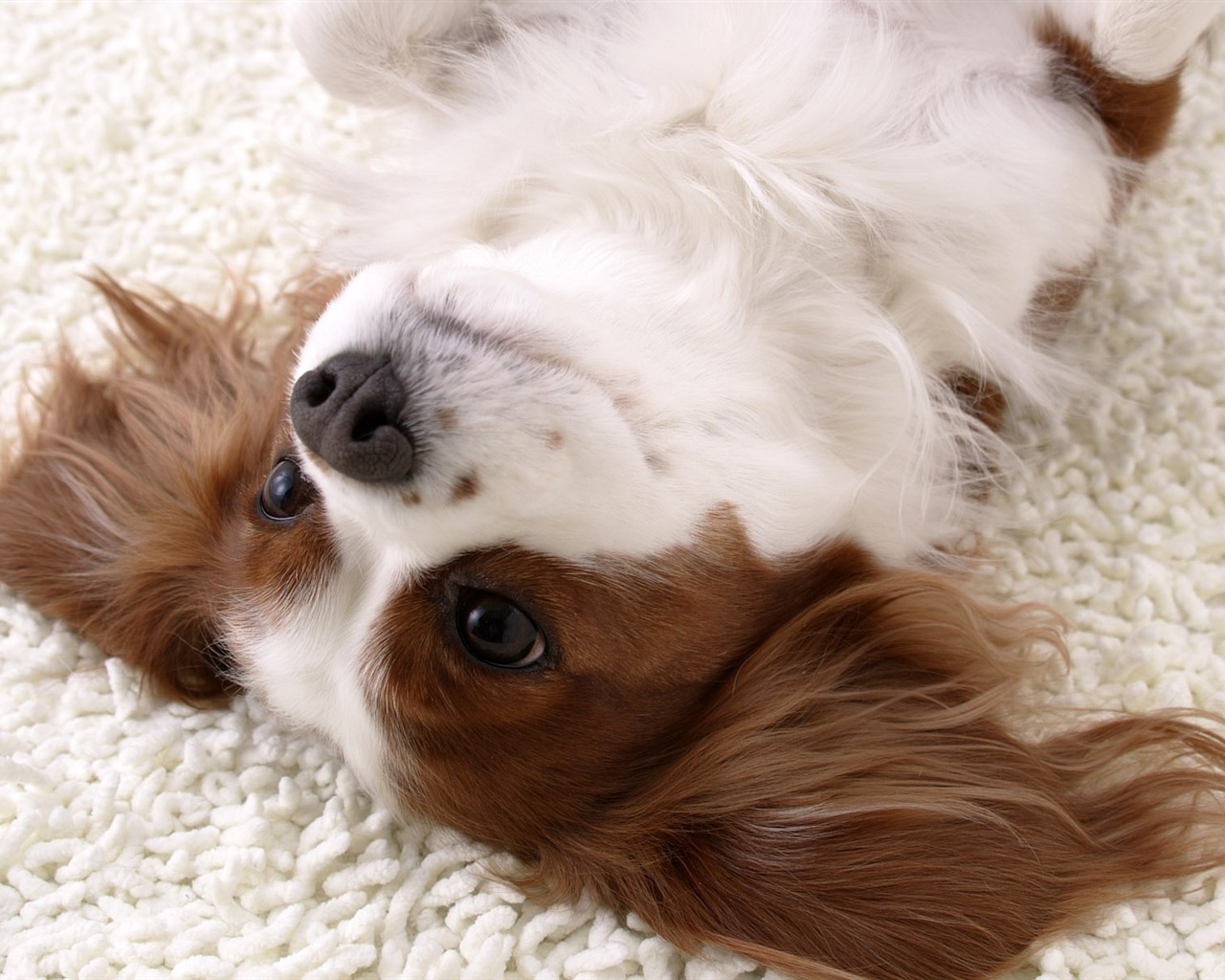 Puppy Foto HD Tapety na plochu (5) #13 - 1280x1024