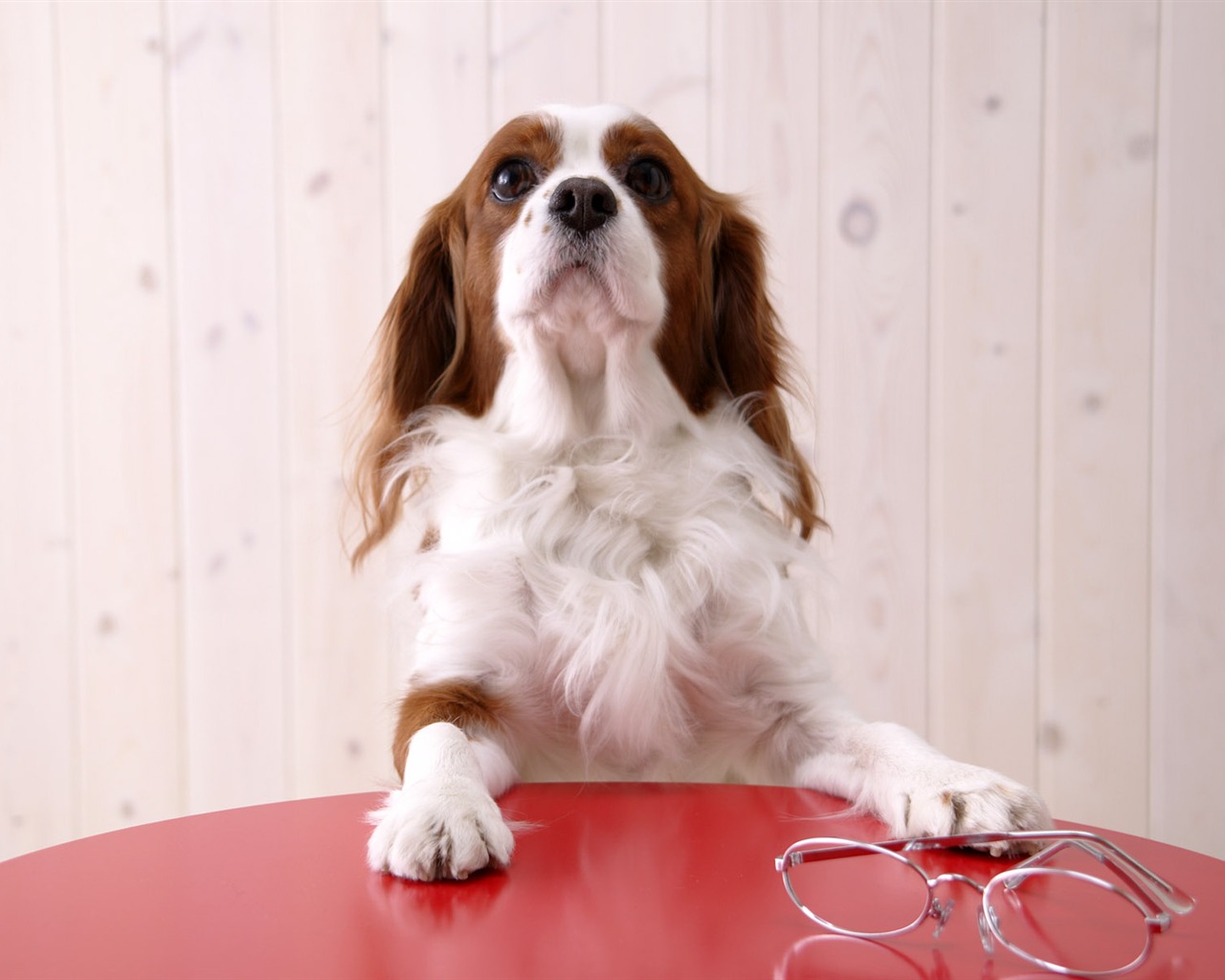 Puppy Foto HD Tapety na plochu (5) #14 - 1280x1024