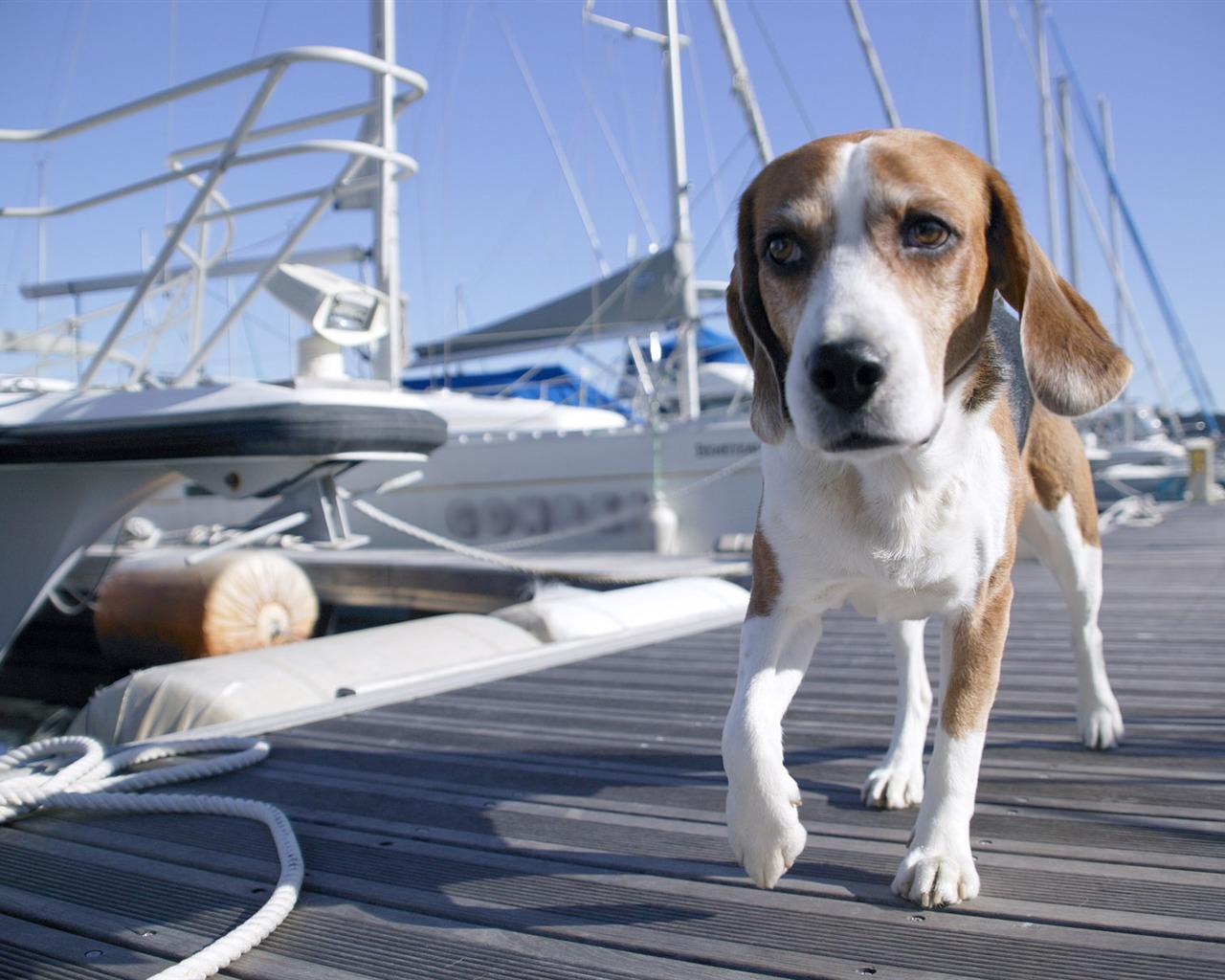 Puppy Foto HD Tapety na plochu (5) #15 - 1280x1024