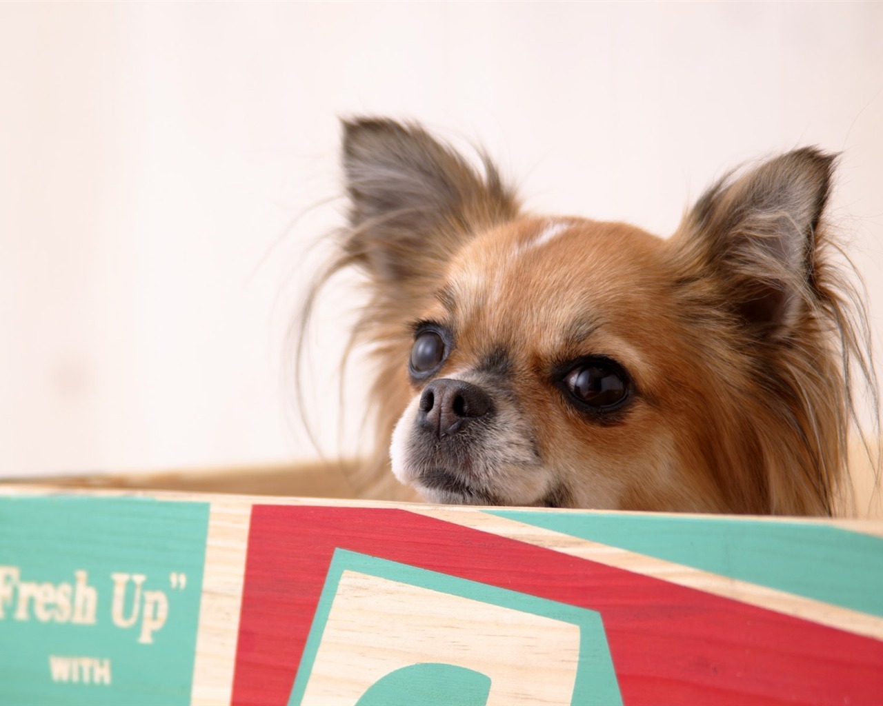 Puppy Photo HD wallpapers (5) #17 - 1280x1024