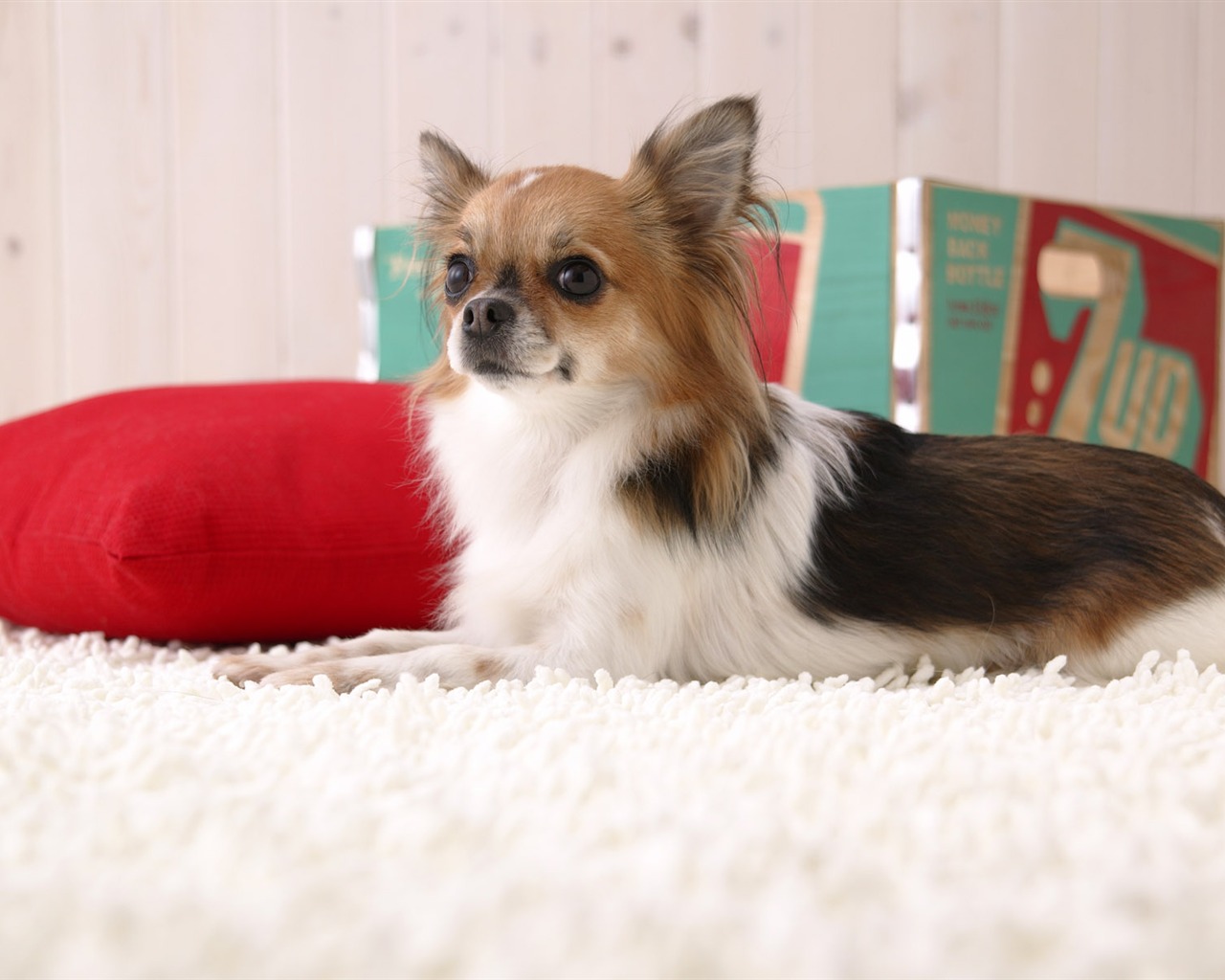 Puppy Foto HD Tapety na plochu (5) #18 - 1280x1024