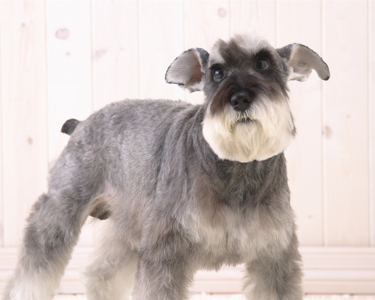 Puppy Foto HD Tapety na plochu (5) #20 - 1280x1024