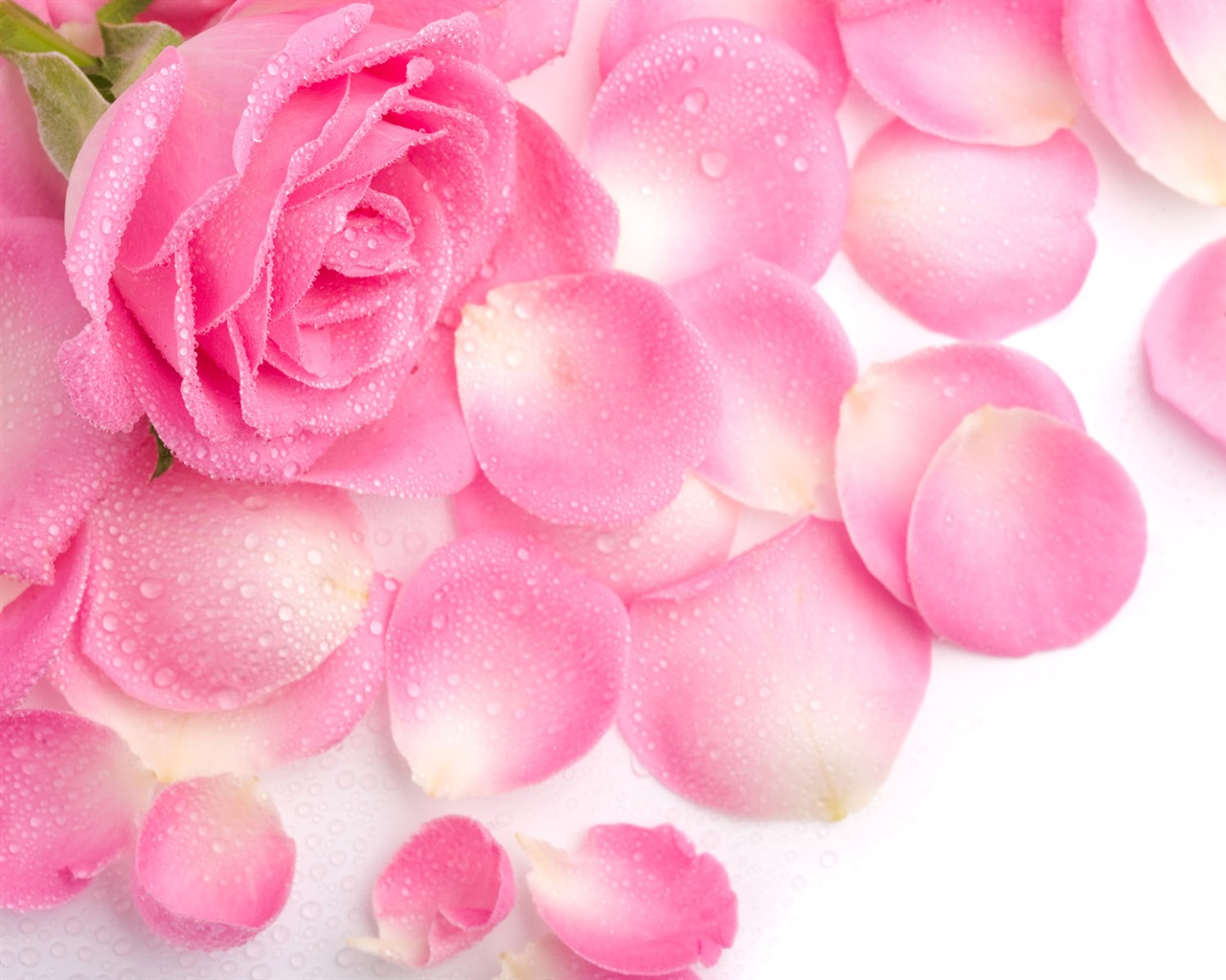 Rose Photo Wallpaper (2) #1 - 1280x1024