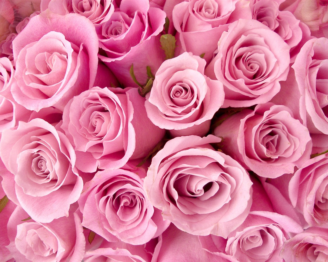 Rose Photo Wallpaper (2) #3 - 1280x1024