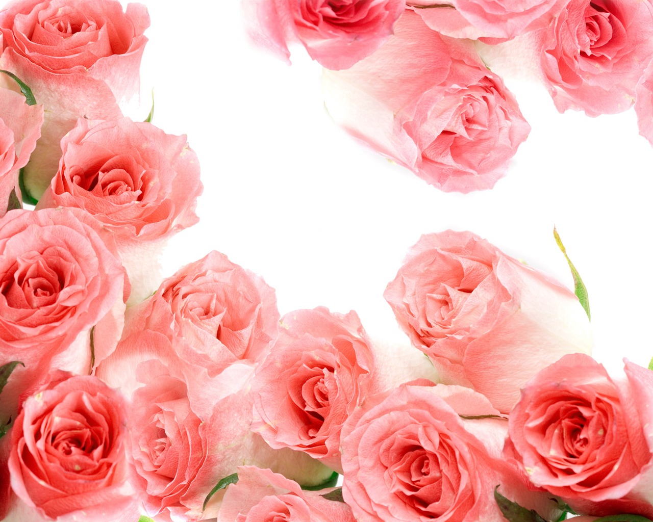 Rose Foto tapety (2) #4 - 1280x1024