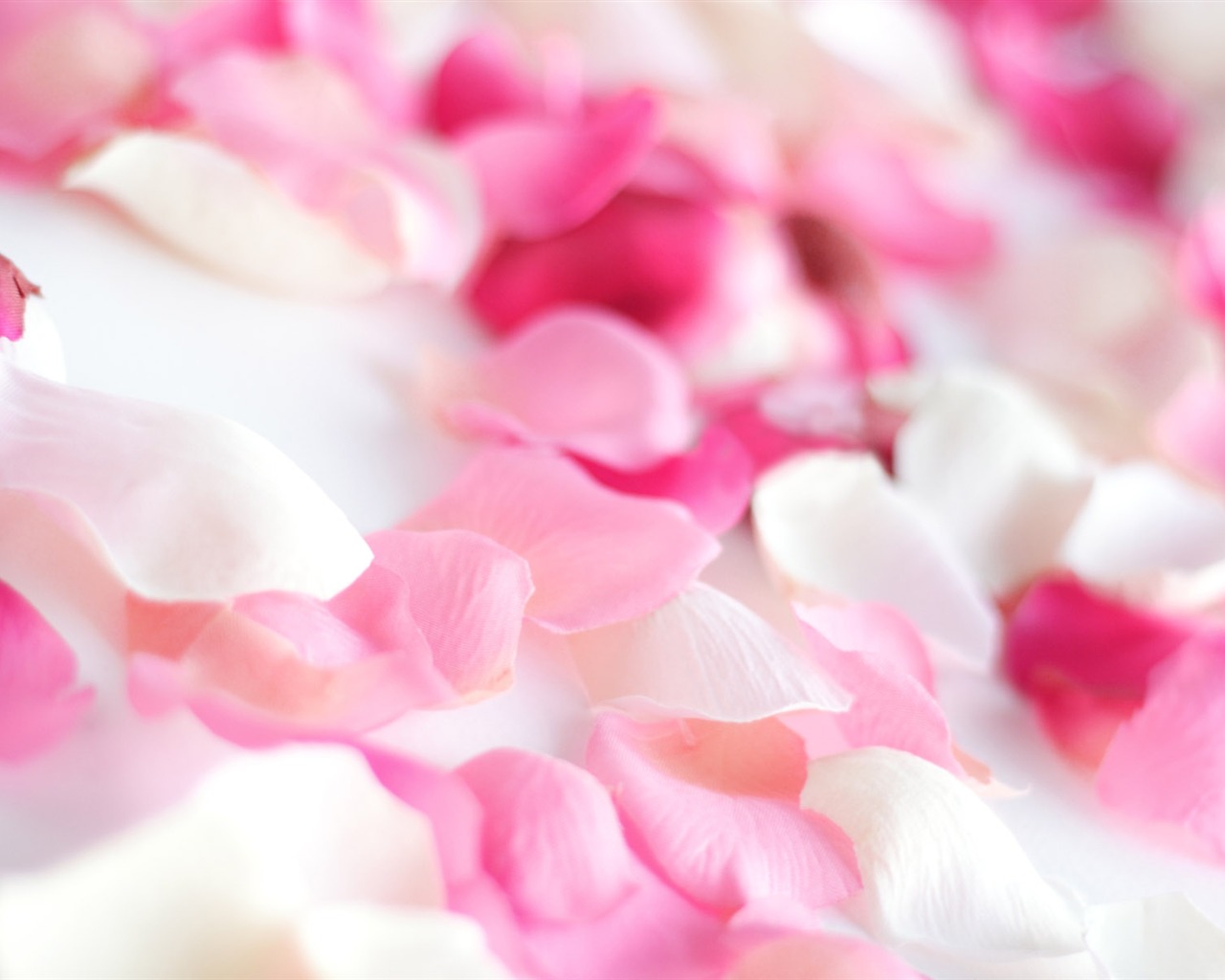 Rose Foto tapety (2) #5 - 1280x1024