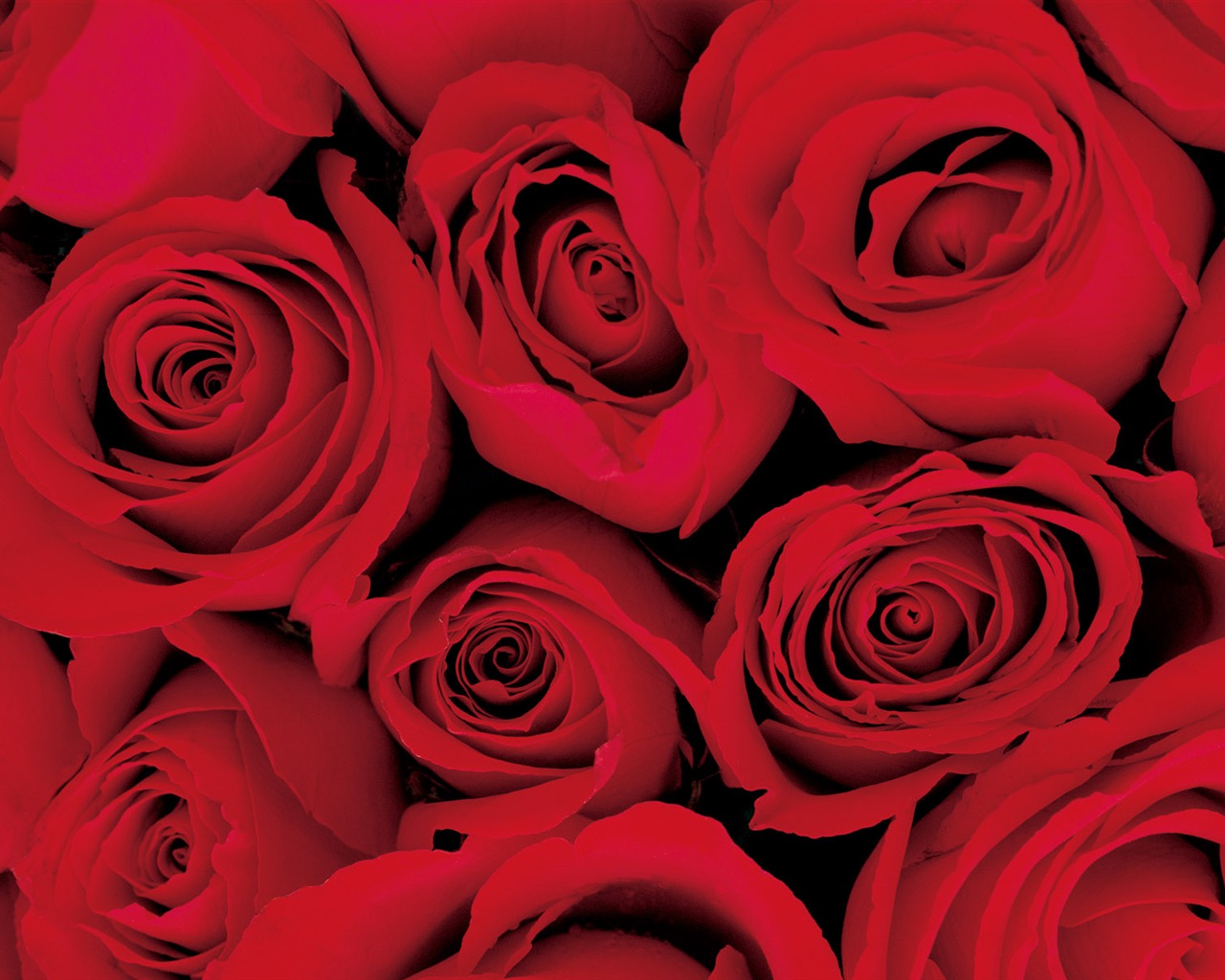 Rose Photo Wallpaper (2) #6 - 1280x1024