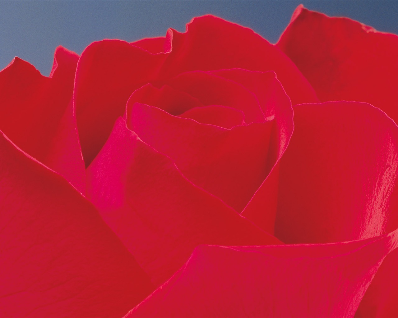 玫瑰写真 壁纸(二)9 - 1280x1024