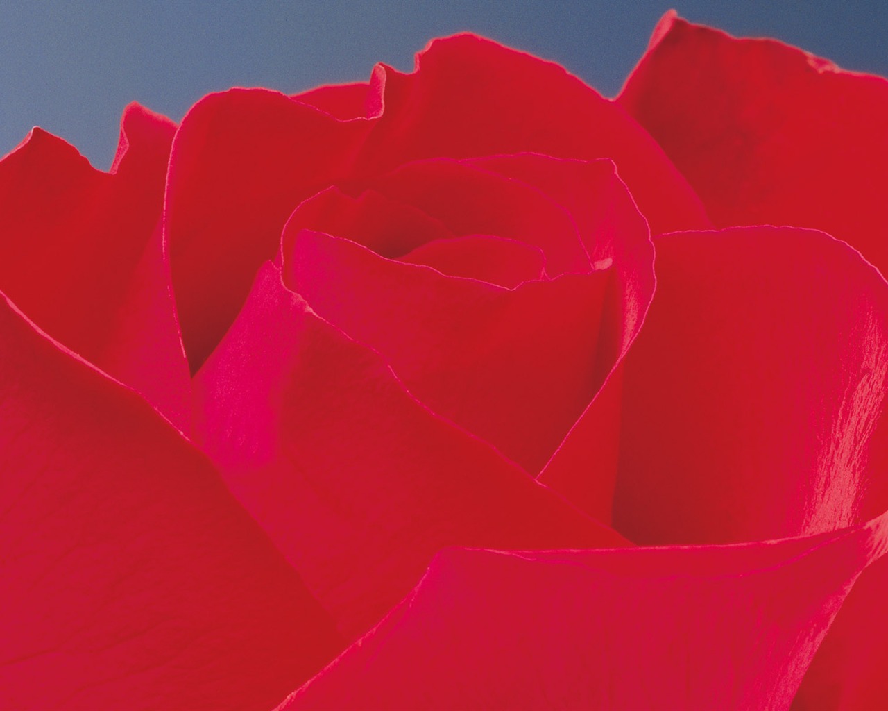 Rose Foto tapety (2) #9 - 1280x1024