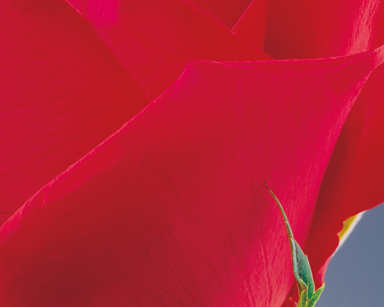 Rose Foto tapety (2) #10 - 1280x1024