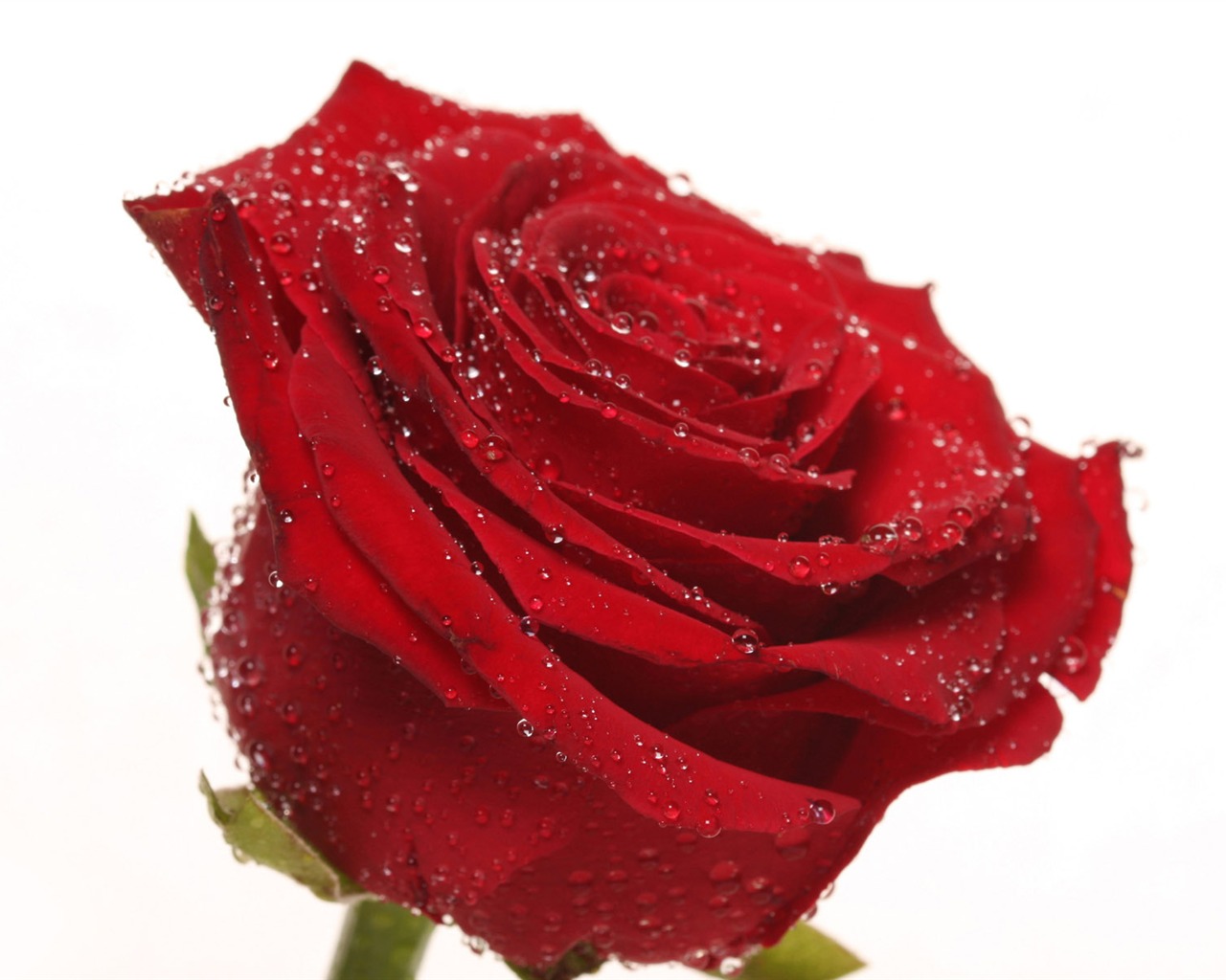 Rose Foto tapety (2) #11 - 1280x1024