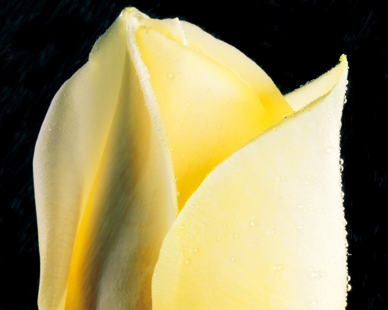 Rose Foto tapety (2) #12 - 1280x1024