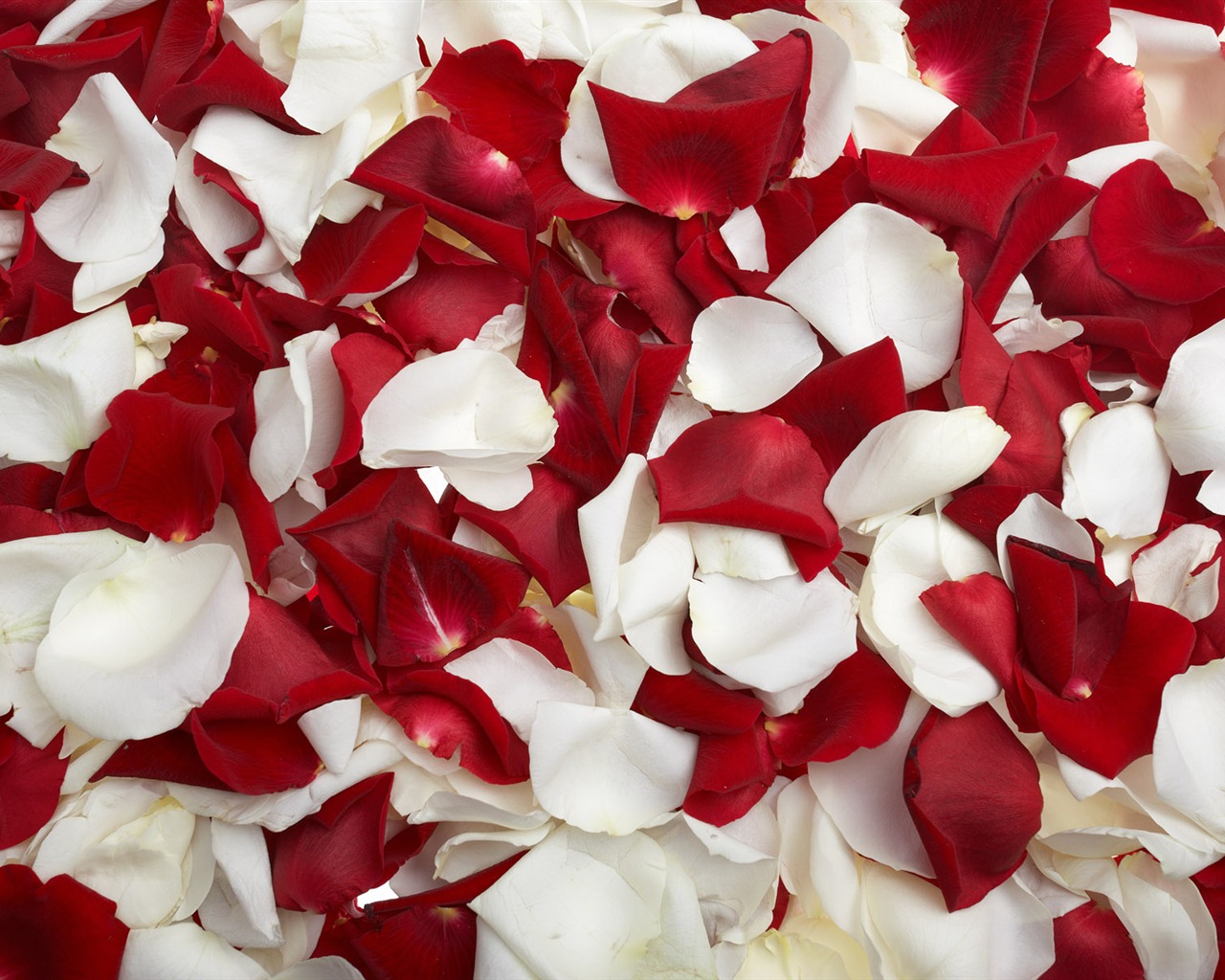 Rose Foto tapety (2) #15 - 1280x1024
