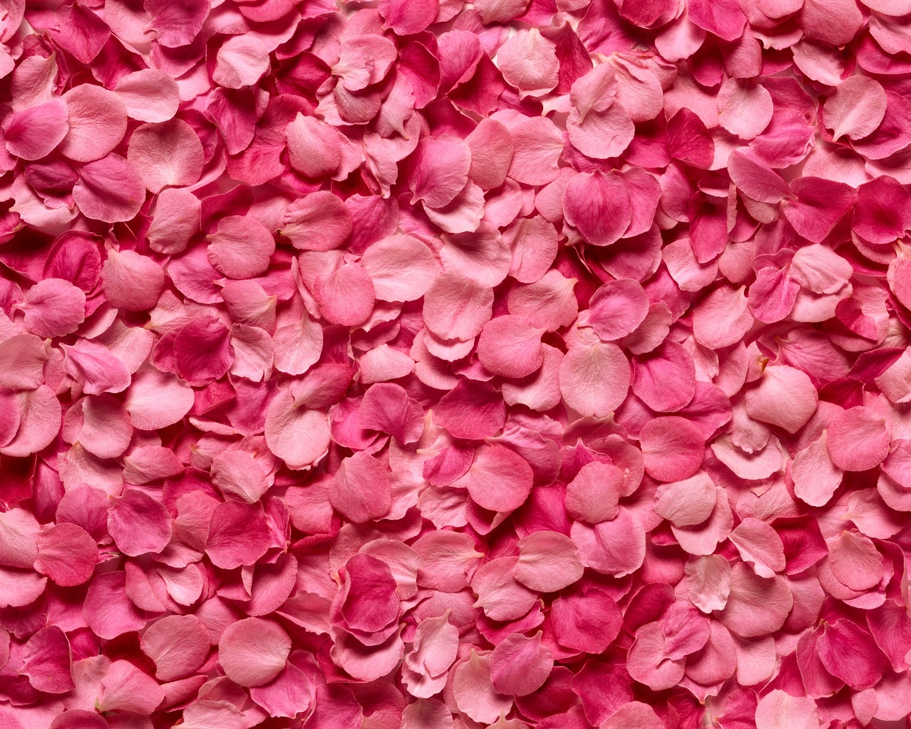 Rose Photo Wallpaper (2) #16 - 1280x1024