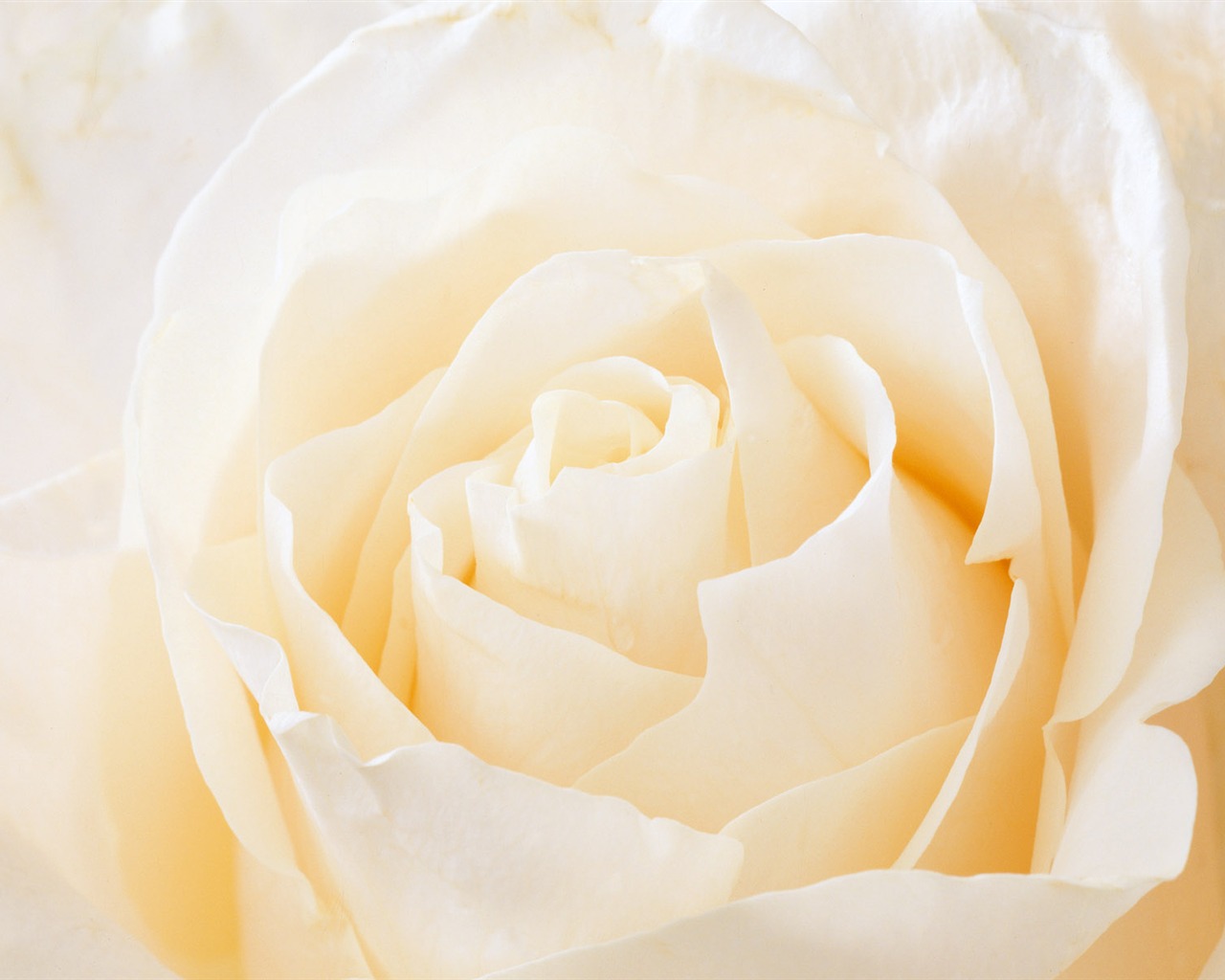 Rose Photo Wallpaper (2) #17 - 1280x1024