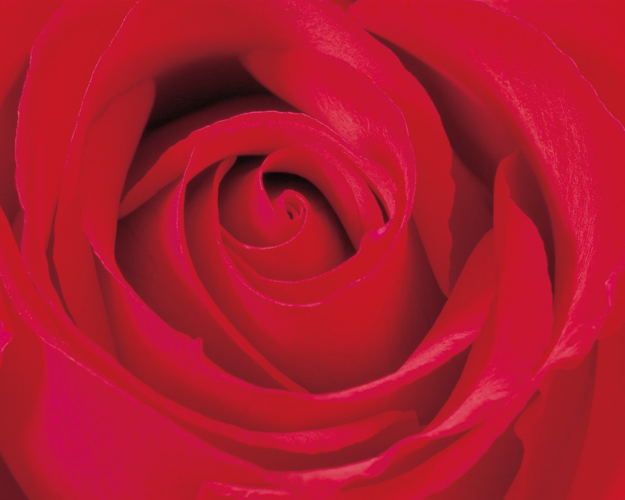 Rose Foto tapety (2) #19 - 1280x1024