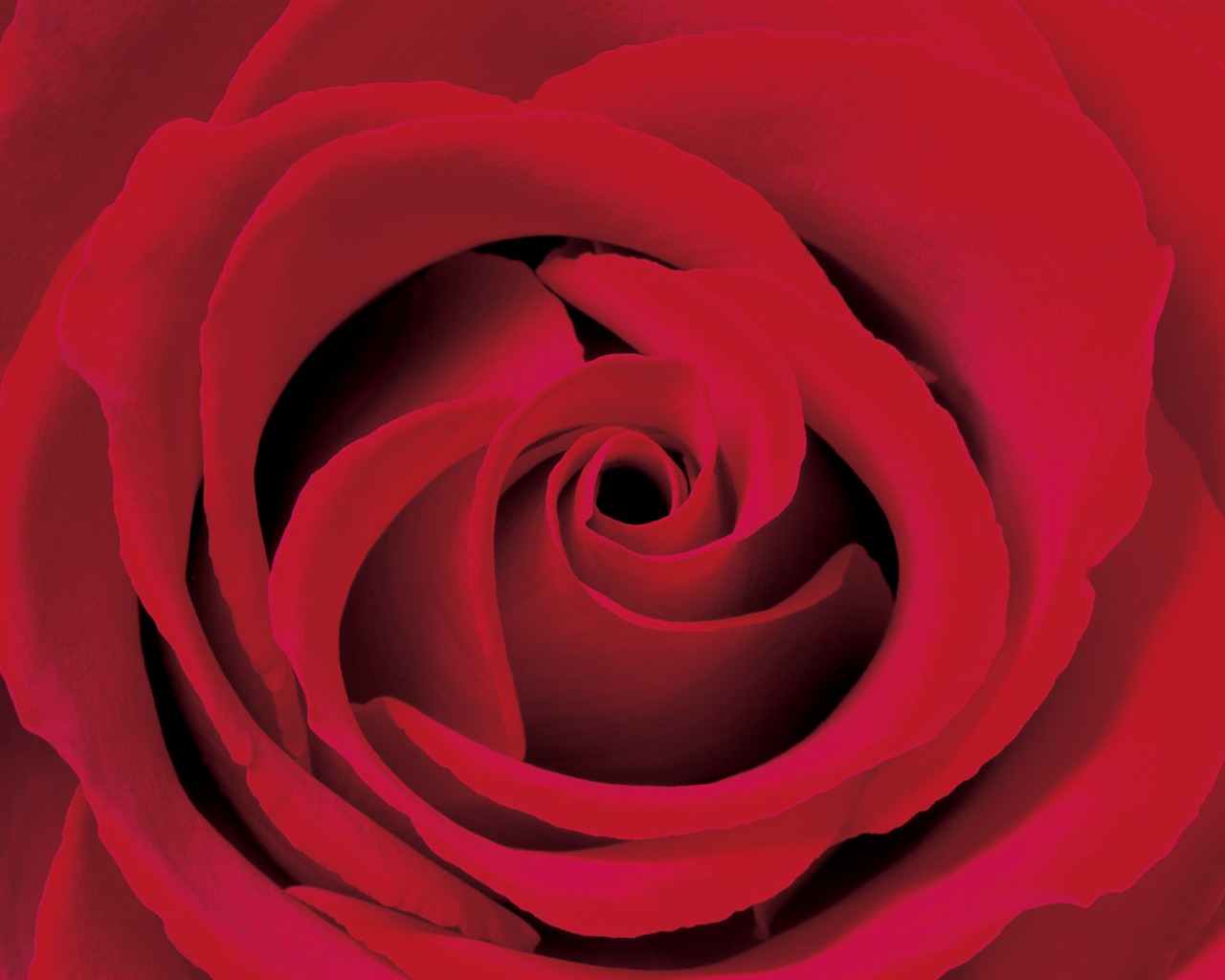 Rose Foto tapety (2) #20 - 1280x1024