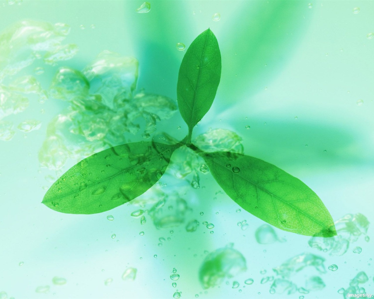 Watermark fresh green leaf wallpaper #2 - 1280x1024