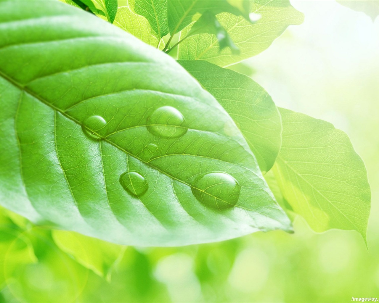 Watermark fresh green leaf wallpaper #7 - 1280x1024