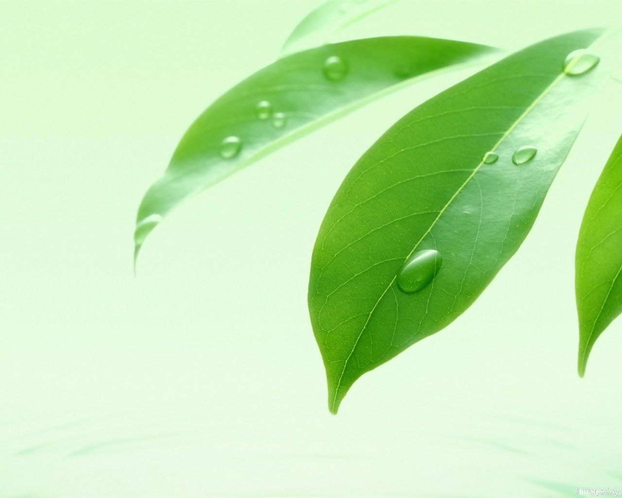Watermark svěží zelený list tapety #8 - 1280x1024