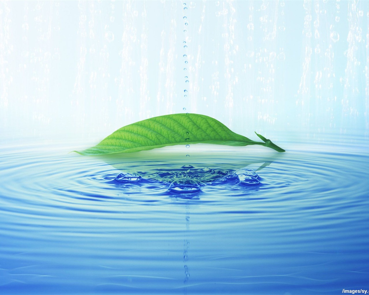 Watermark svěží zelený list tapety #12 - 1280x1024