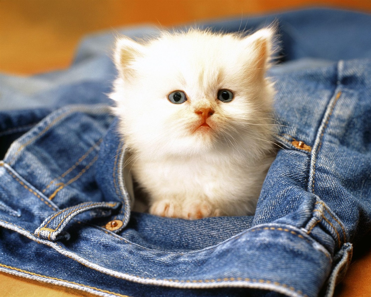 1600 Cat Foto tapety (1) #1 - 1280x1024