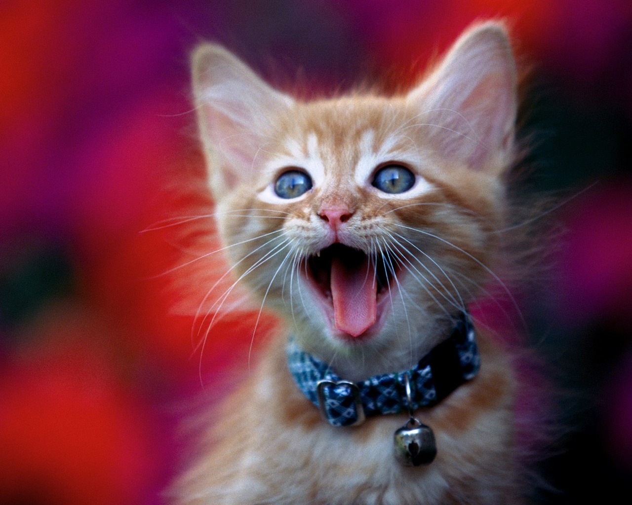 1600 Cat Foto tapety (1) #2 - 1280x1024