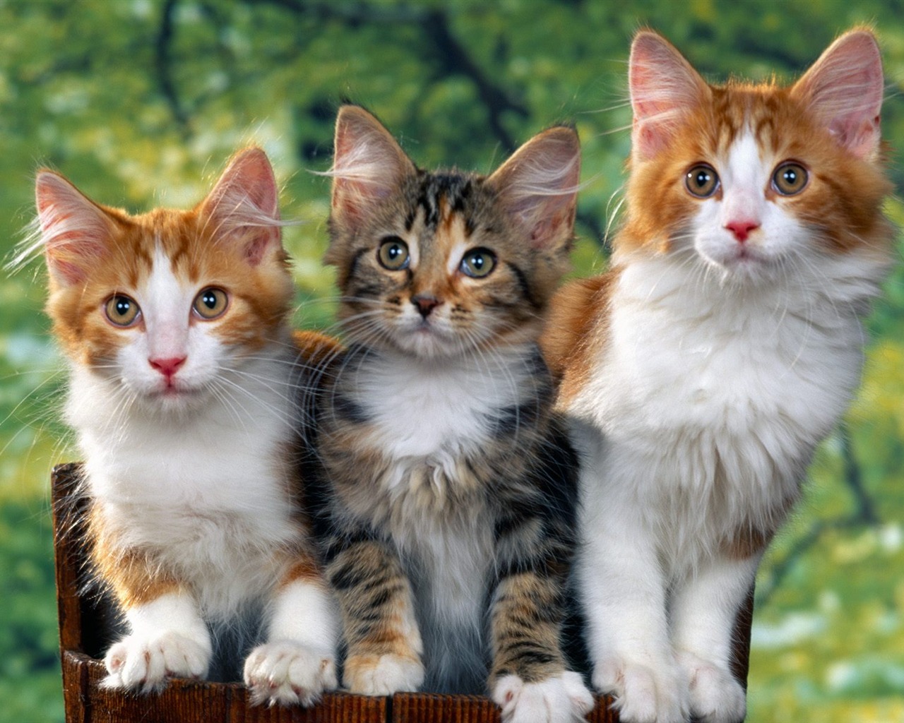 1600 Cat Photo Wallpaper (1) #3 - 1280x1024