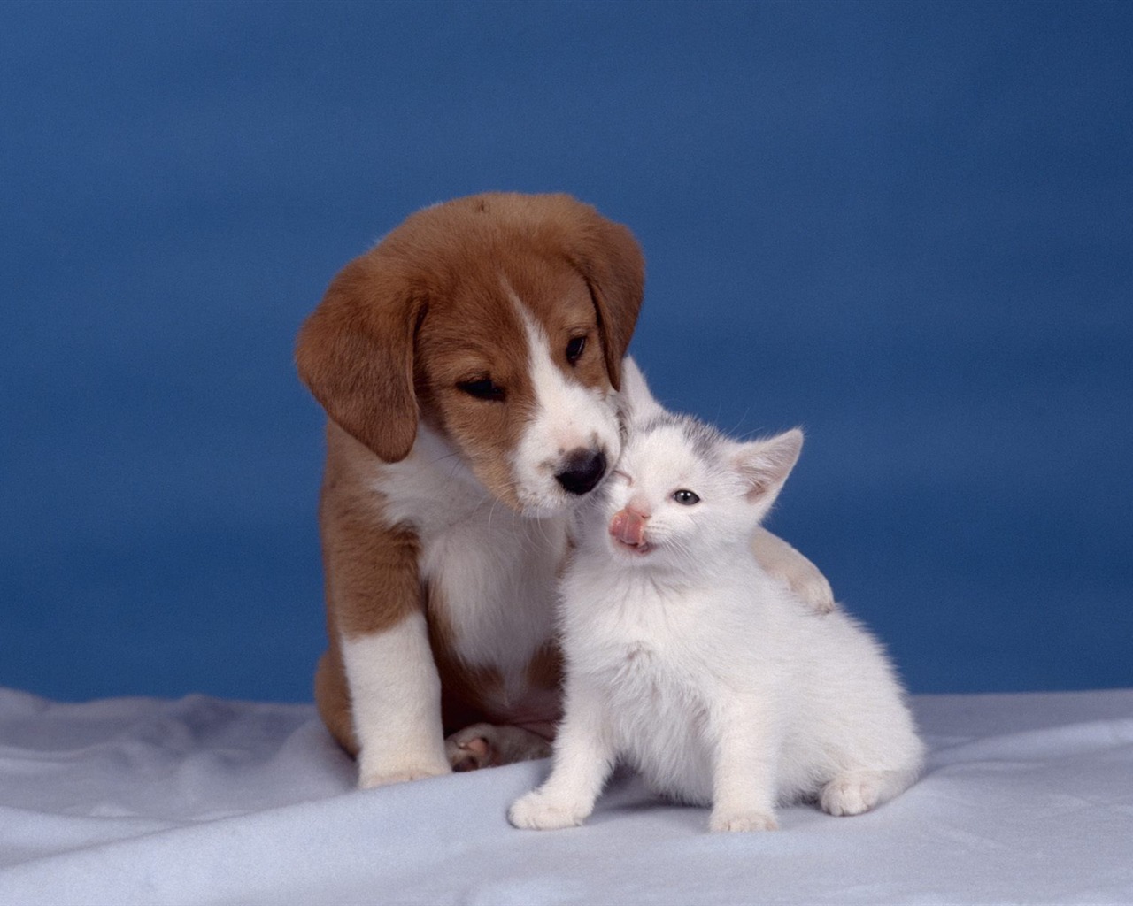 1600 Cat Foto tapety (1) #4 - 1280x1024