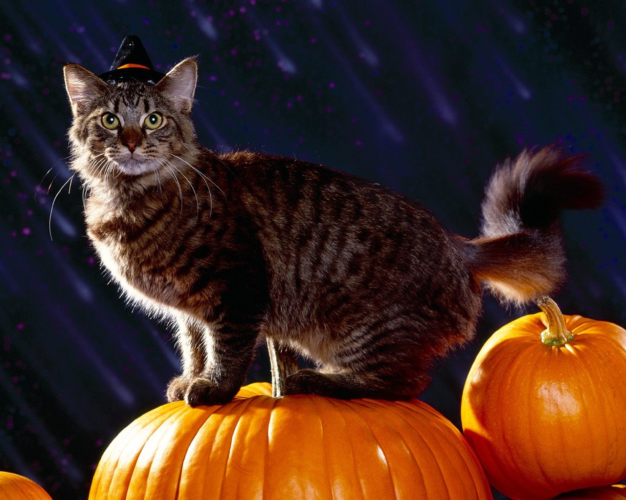 1600 Cat Foto tapety (1) #5 - 1280x1024