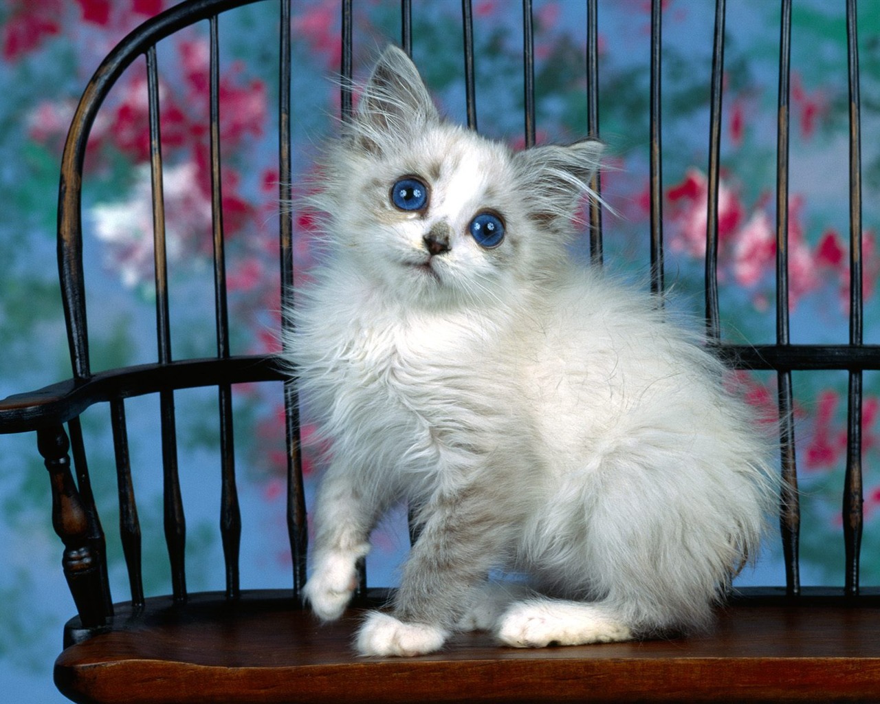 1600 Cat Foto tapety (1) #6 - 1280x1024