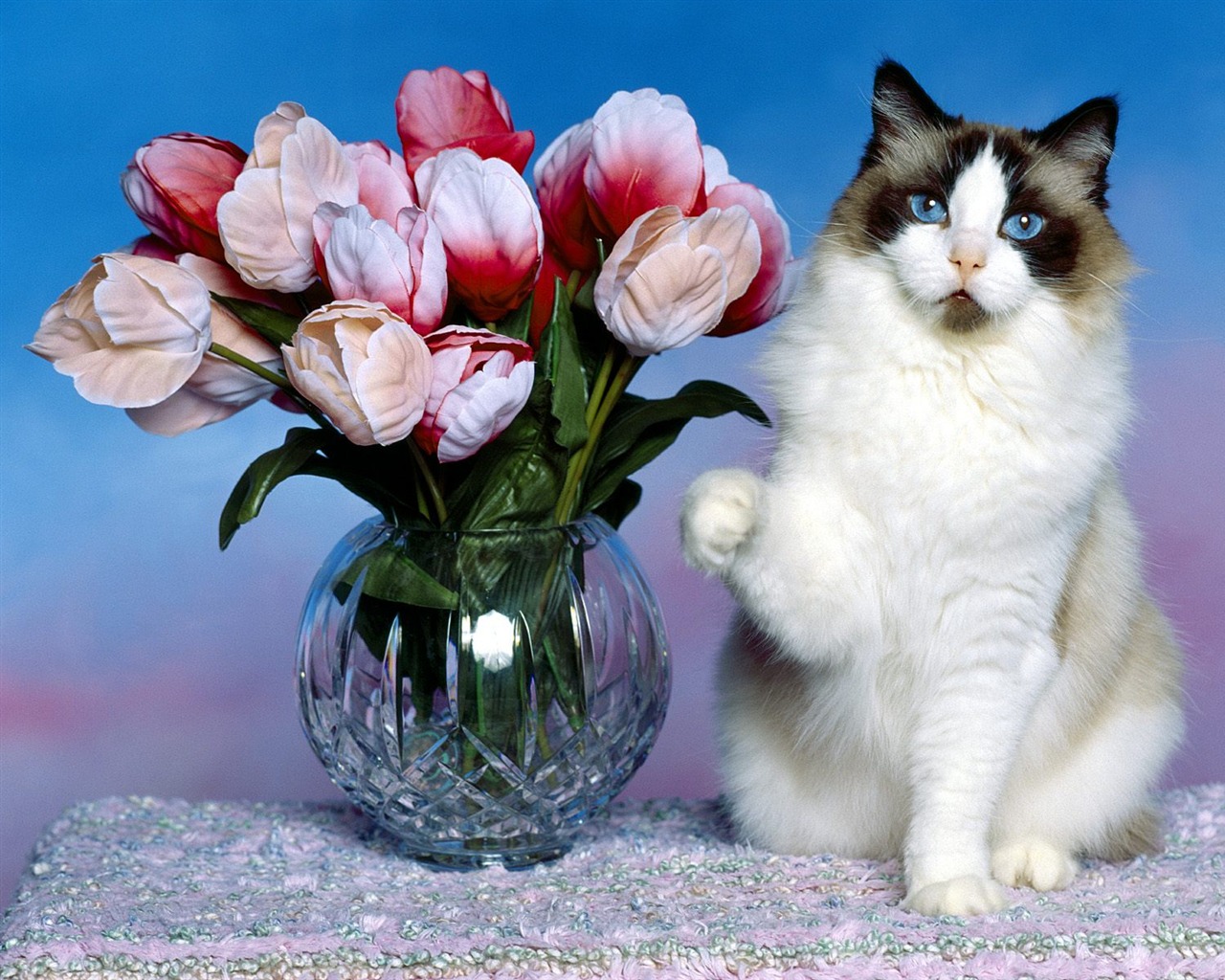 1600 Cat Foto tapety (1) #7 - 1280x1024