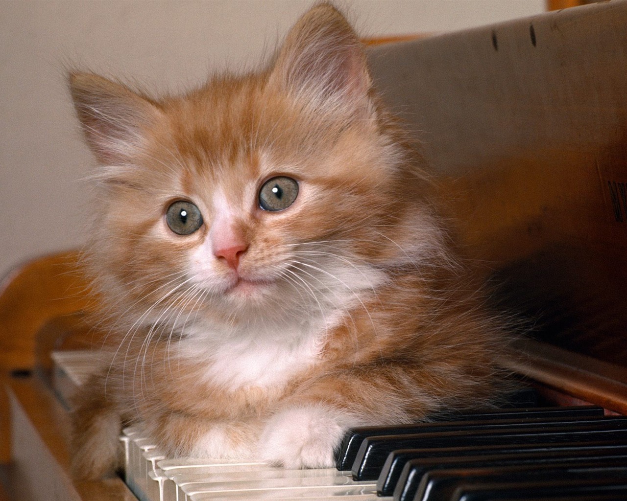 1600 Cat Foto tapety (1) #8 - 1280x1024