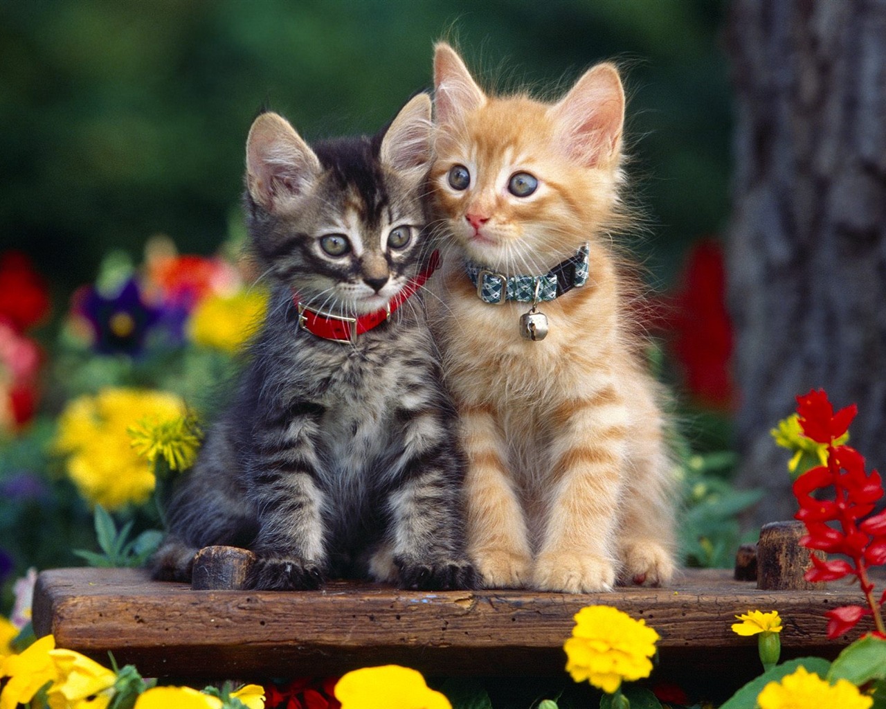 1600 Cat Foto tapety (1) #9 - 1280x1024