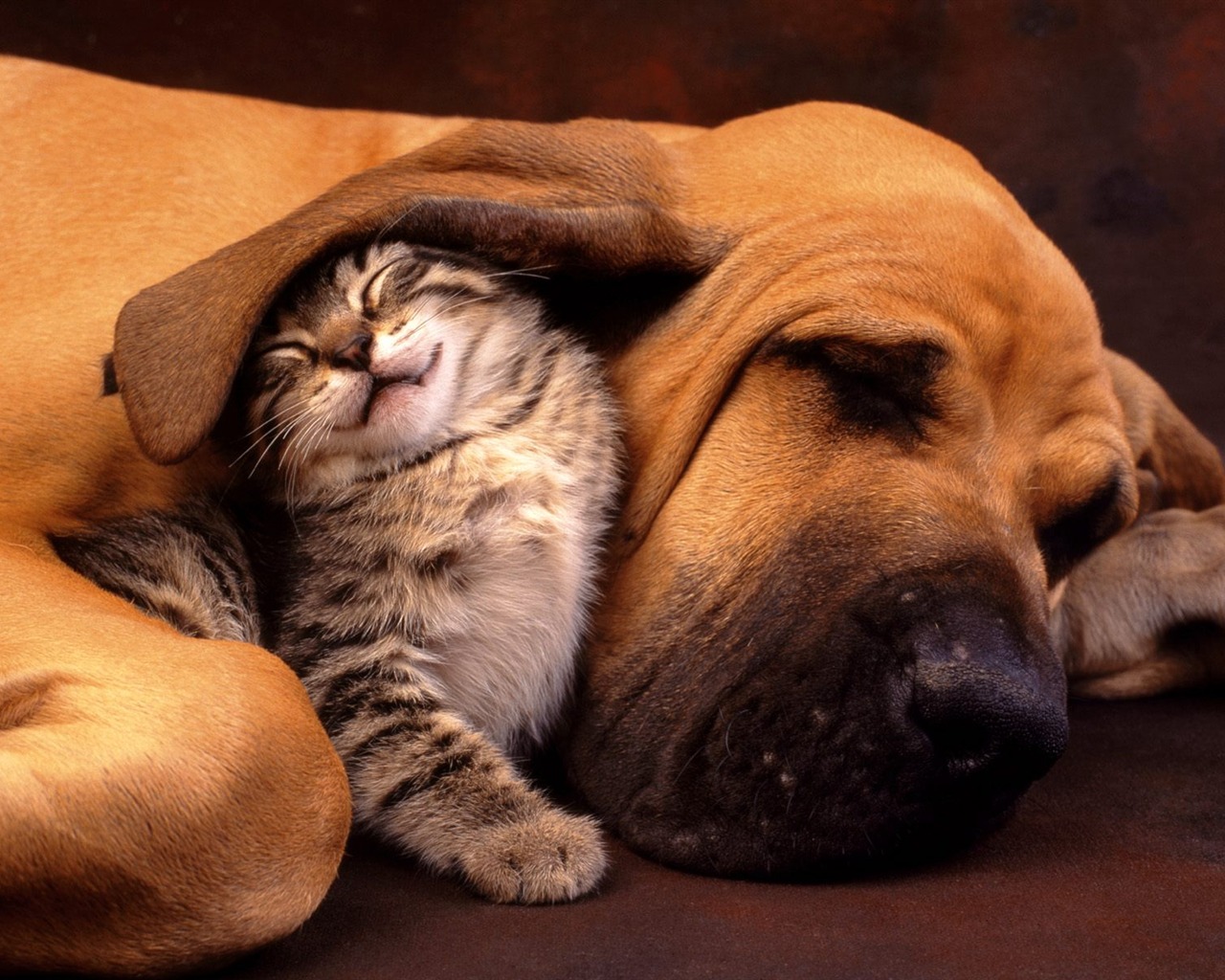 1600 Cat Foto tapety (1) #10 - 1280x1024