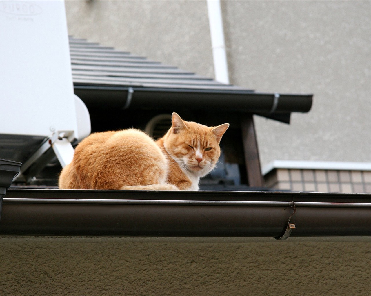 1600 Cat Foto tapety (1) #11 - 1280x1024